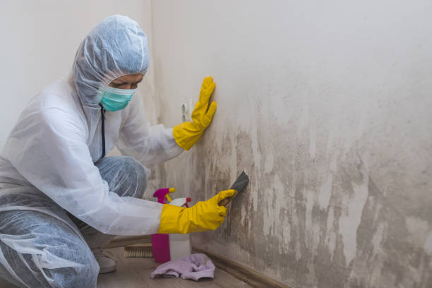 Best Localized Mold Remediation (e.g., coastal areas, humid climates) in Amerin Nyon, CA