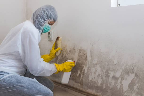 Best Health and Safety Mold Remediation in Amerin Nyon, CA