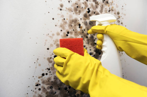 Best Kitchen Mold Remediation in Amerin Nyon, CA